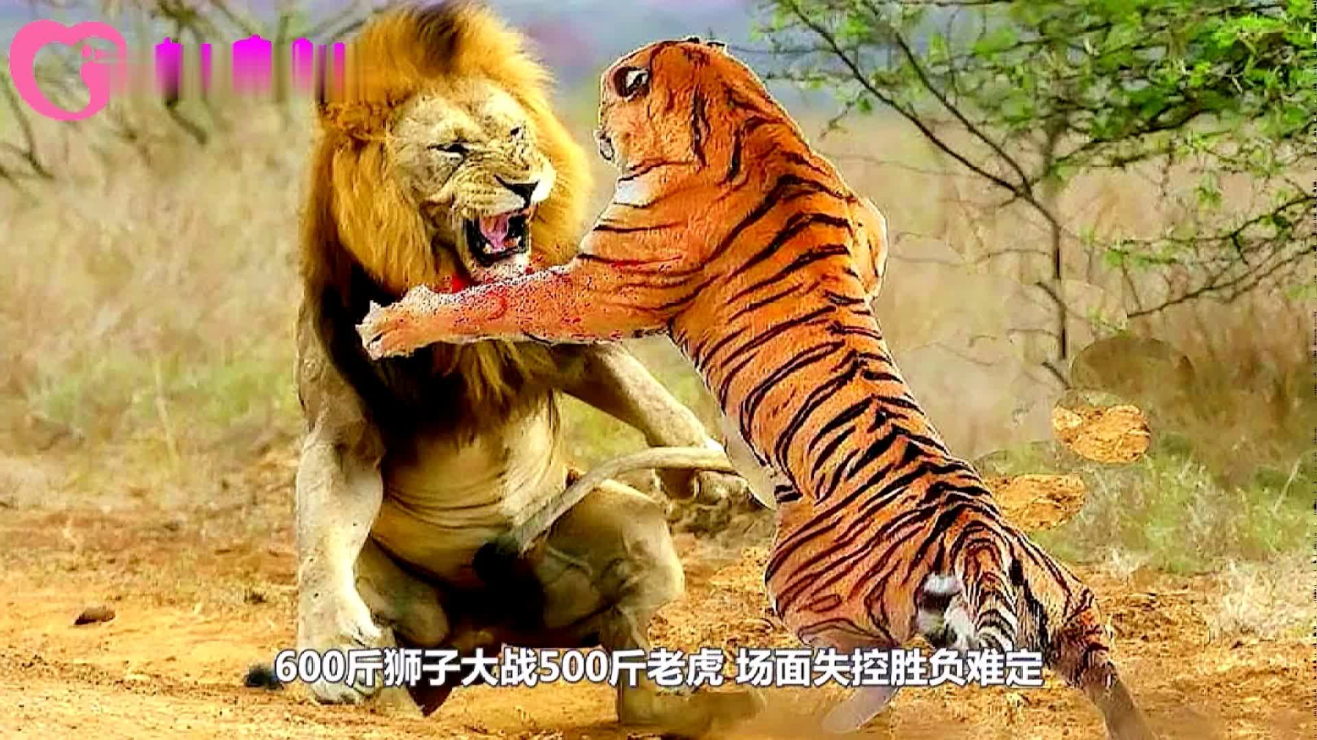 无尽的激情蔓延在擂台上，胜负难分的简单介绍